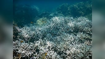 More than a third of coral in Great Barrier Reef's north dying due to bleaching