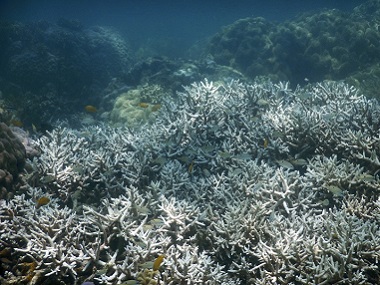 More than a third of coral in Great Barrier Reef's north dying due to bleaching More than a third of coral in Great Barrier Reef's north dying due to bleaching