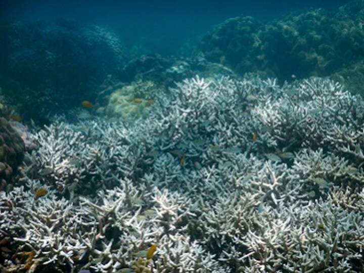 More than a third of coral in Great Barrier Reef's north dying due to bleaching