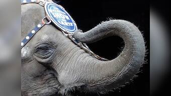 Centre proposes ban on animals in circuses; animal rights activists call move 'progressive and laudable'