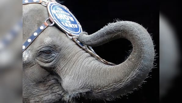 Centre proposes ban on animals in circuses; animal rights activists call move 'progressive and laudable'