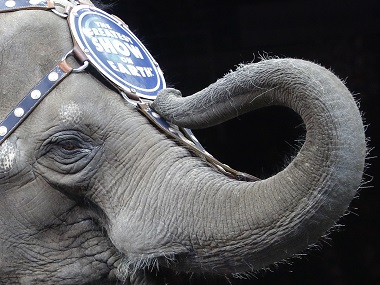 Freedom at last! Elephants perform for final time at Ringling Bros Circus Freedom at last! Elephants perform for final time at Ringling Bros Circus