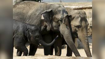 Elephant tramples man in Chhattisgarh, sixth such incident in one month