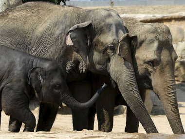 Elephant tramples man in Chhattisgarh, sixth such incident in one month Elephant tramples man in Chhattisgarh, sixth such incident in one month