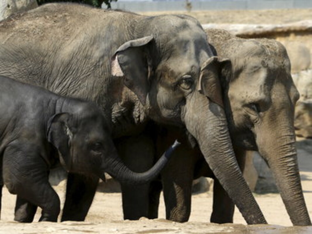 Time to reflect on violence against animals carried out in the name of religion and superstitions-Politics News , Firstpost Time to reflect on violence against animals carried out in the name of religion and superstitions-Politics News , Firstpost