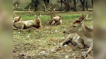 In Jammu and Kashmir, animals too fall prey to 'enforced' disappearances