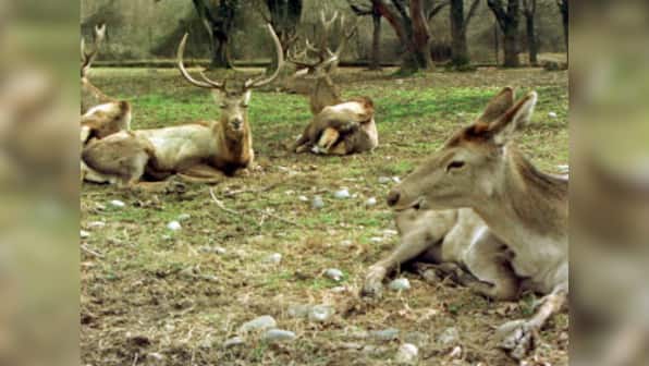 In Jammu and Kashmir, animals too fall prey to 'enforced' disappearances