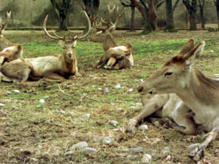 In Jammu and Kashmir, animals too fall prey to 'enforced' disappearances