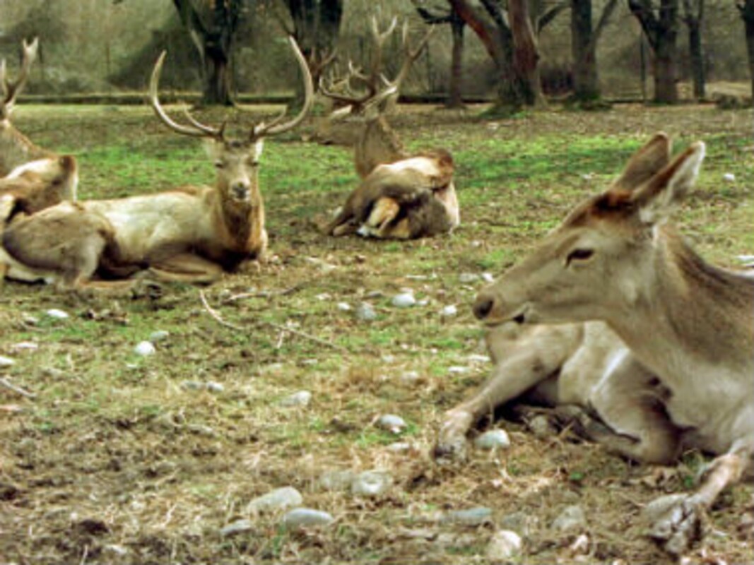 In Jammu and Kashmir, animals too fall prey to 'enforced' disappearances-Living News , Firstpost In Jammu and Kashmir, animals too fall prey to 'enforced' disappearances-Living News , Firstpost