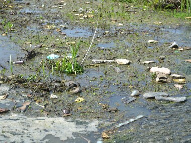 Srinagar’ Hokarsar has become a dumping pit for the city. IANS