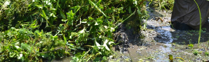 People cut unwanted weed at Srinagar’s famed but shrinking Hokarsar wetland. IANS