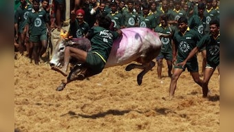 Jallikattu row: DMK to hold state-wide protests against govt inaction on ban