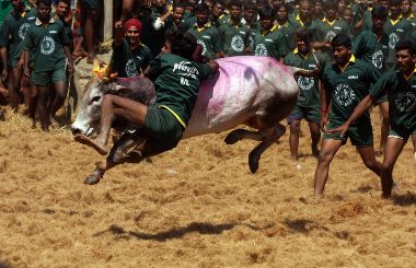 SC terms jallikattu unconstitutional, rejects Tamil Nadu govt's plea to review ban SC terms jallikattu unconstitutional, rejects Tamil Nadu govt's plea to review ban
