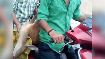 Uttarakhand fire aftermath: Migration of beasts increases human-animal conflict