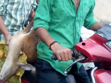 Uttarakhand fire aftermath: Migration of beasts increases human-animal conflict Uttarakhand fire aftermath: Migration of beasts increases human-animal conflict