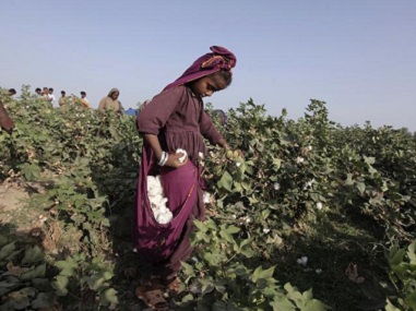 Pakistan doesn't want India's cotton Pakistan doesn't want India's cotton