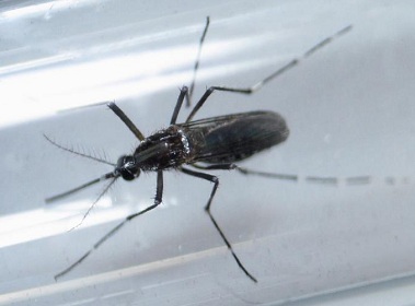 Brazilian researchers discover Zika virus in common mosquito ahead of Olympics Brazilian researchers discover Zika virus in common mosquito ahead of Olympics