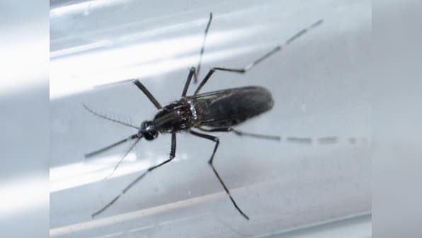 Brazilian researchers discover Zika virus in common mosquito ahead of Olympics