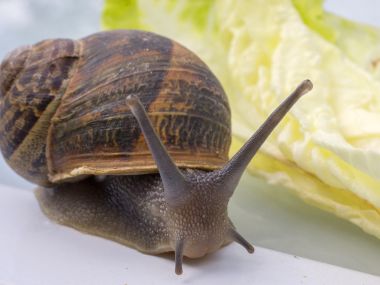 The Maneka Gandhi column: Have you put snail goo on your face yet? The Maneka Gandhi column: Have you put snail goo on your face yet?