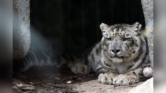Man vs wild: In Himachal, a community sets up a reserve to boost wildlife