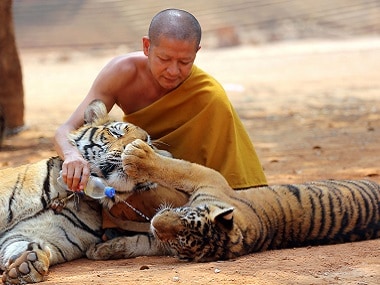 File image of a Thai Buddhist monk giving water to a tiger from a bottle at the "Tiger Temple" in Saiyok district in Kanchanaburi province. AP