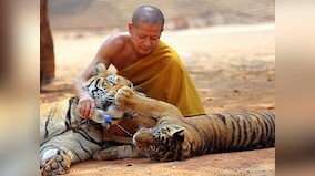 Thailand wildlife officials start removing tigers from temple
