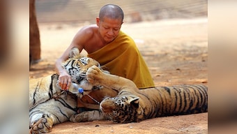 Thailand wildlife officials start removing tigers from temple