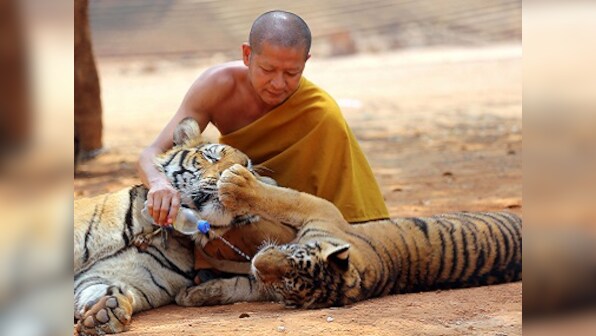 Thailand wildlife officials start removing tigers from temple