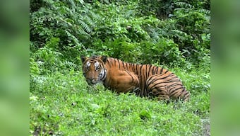 Curious case of missing Jai: Spotted tiger, says former sarpanch; activists dismiss claim
