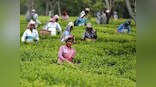Coronavirus brews trouble for tea across global markets; labour lockdowns disrupt supply as demand spikes