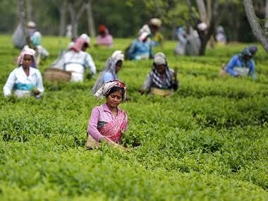 Tripura taking measures to facilitate tea export to Bangladesh; state govt keen to expand green tea production