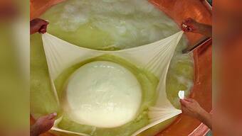 The Maneka Gandhi column: Watch out! There's wood pulp in your cheese!