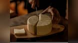 Improving immunity to lowering blood pressure: 5 health benefits of cheese