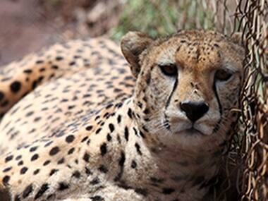 Spotty calculations? Cheetah numbers may be lower than estimated, says study