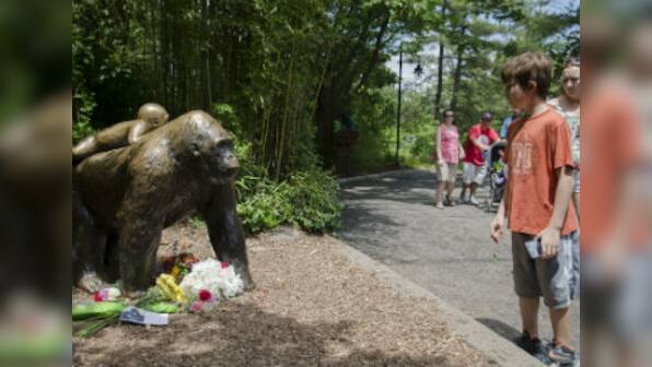 Three days after gorilla's death, Cincinnati zoo puts up brave front