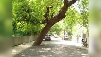 Plant 2000 trees in lieu of 216 chopped at Yamuna Vihar, NGT tells Delhi govt