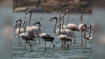 Drought in Telangana: With lakes drying up, migratory birds flock elsewhere