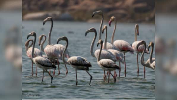 The one-legged pose helps flamingos save energy, says research