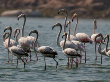 Drought in Telangana: With lakes drying up, migratory birds flock elsewhere Drought in Telangana: With lakes drying up, migratory birds flock elsewhere