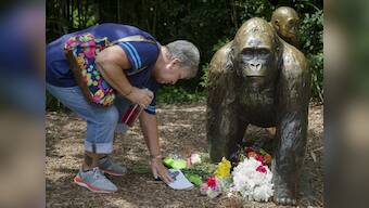 Endangered gorilla shot dead in Cincinnati zoo: Killing sparks debate on man-animal conflict