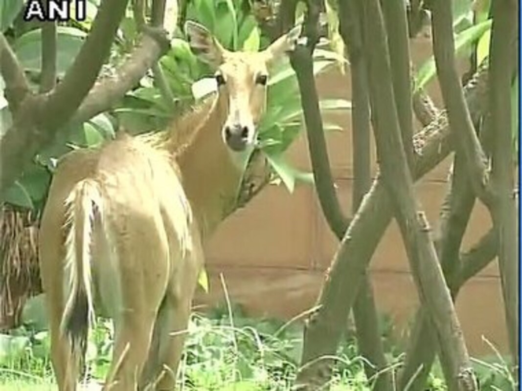 Culling Nilgai: To manage wildlife conservation and human interests,  research is key-India News , Firstpost