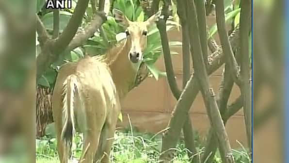 "Terrified" Nilgai rescued near Parliament in four-hour-long operation