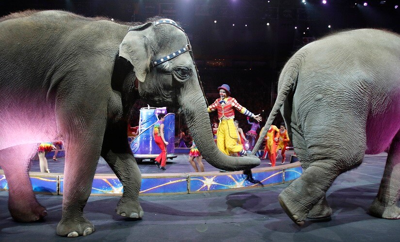 Asian elephants perform for the final time in the Ringling Bros and Barnum & Bailey Circus on Sunday. AP