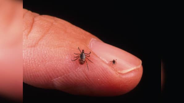 Cholesterol-lowering drug could stop spread of Lyme disease, says study