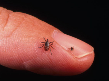 Cholesterol-lowering drug could stop spread of Lyme disease, says study Cholesterol-lowering drug could stop spread of Lyme disease, says study