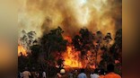 Forest fire aftermath: NGT bars Uttarakhand govt from cutting trees for roadworks