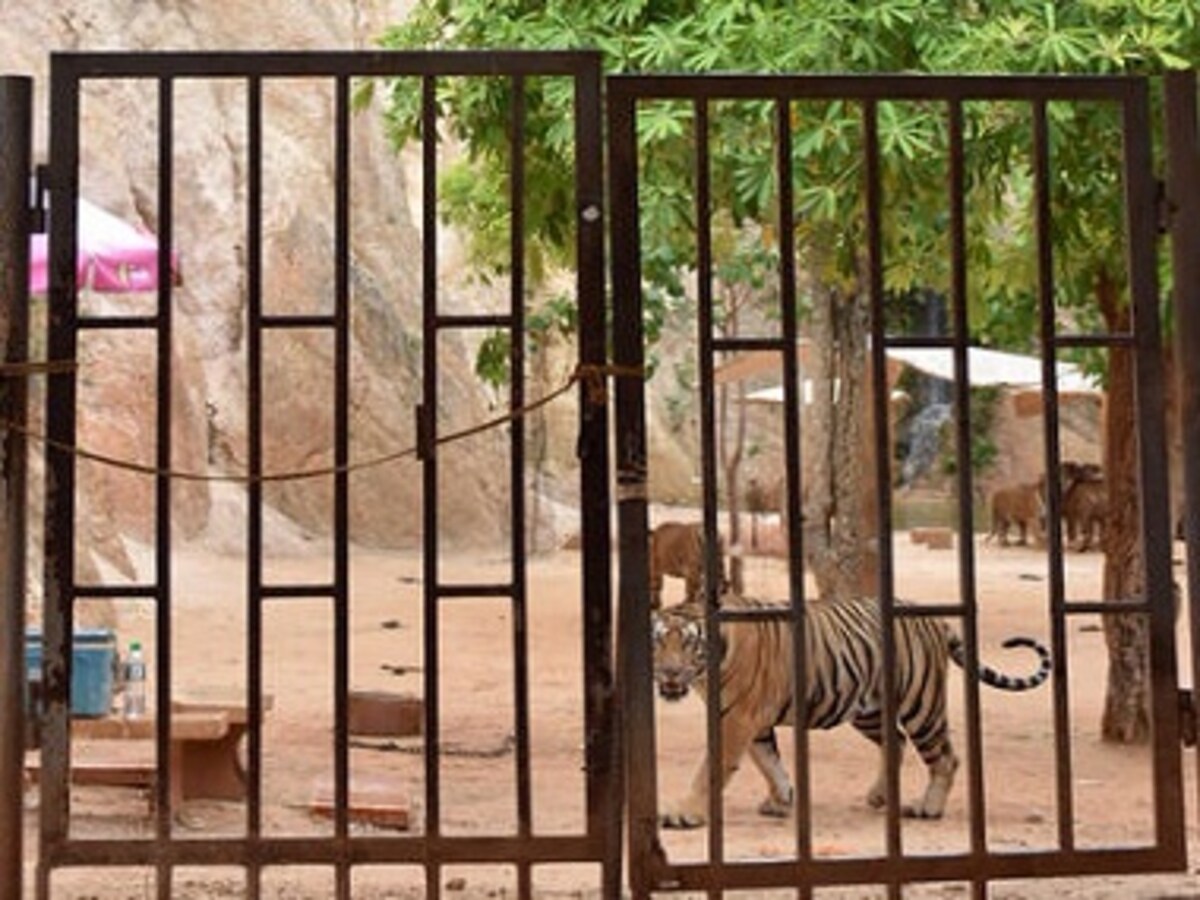 Thai 'Tiger Temple' monks caught fleeing with tiger skins and fangs,  officials say 