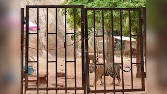 Thailand's famous 'Tiger Temple' to shut down after 40 dead cubs found in freezer