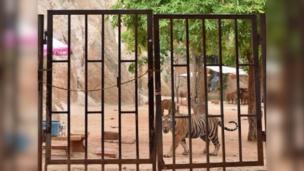 Thailand's famous 'Tiger Temple' to shut down after 40 dead cubs found in freezer