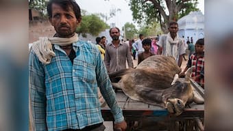 Drought in India: Bundelkhand battles cattle famine, but little action from govts